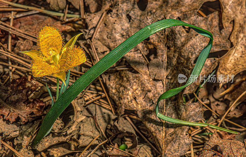 黄星郁金香，Calochortus monophyllus，松树林，加利福尼亚。